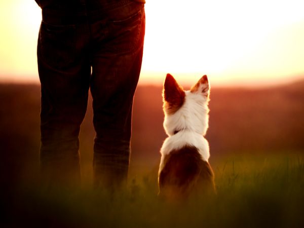 Day Creek Animal Hospital - end of life care - dog watching sunset